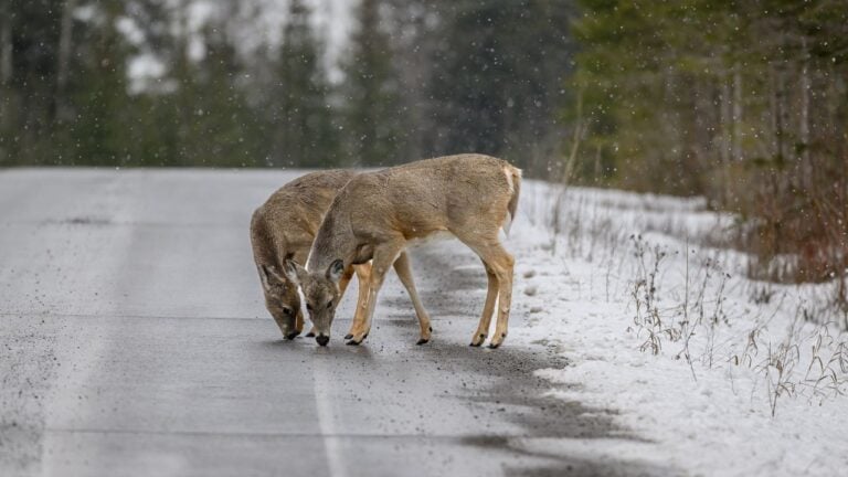 Montana or West Virginia: Who Has Worse Animal Crash Odds in State Farm’s Report? 3 Things That Change on Montana Roads in November